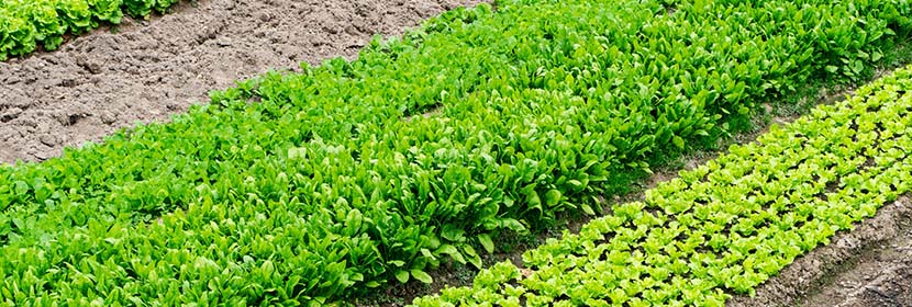 管道(陰極保護系統(tǒng))檢測