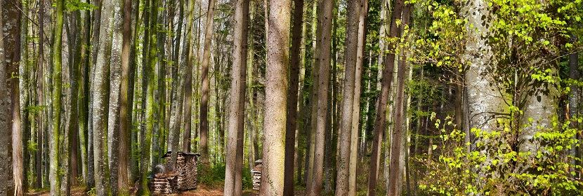 林業(yè)碳匯開發(fā)認(rèn)證