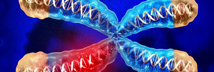 消毒劑細(xì)胞染色體畸變?cè)囼?yàn)